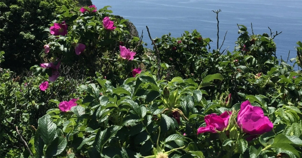 Rugosa Roses Blooming by the Blue Sea – English Translation（青い海に映えるハマナス ...