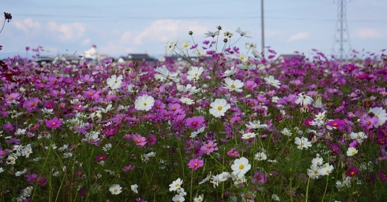 夢 占い 花