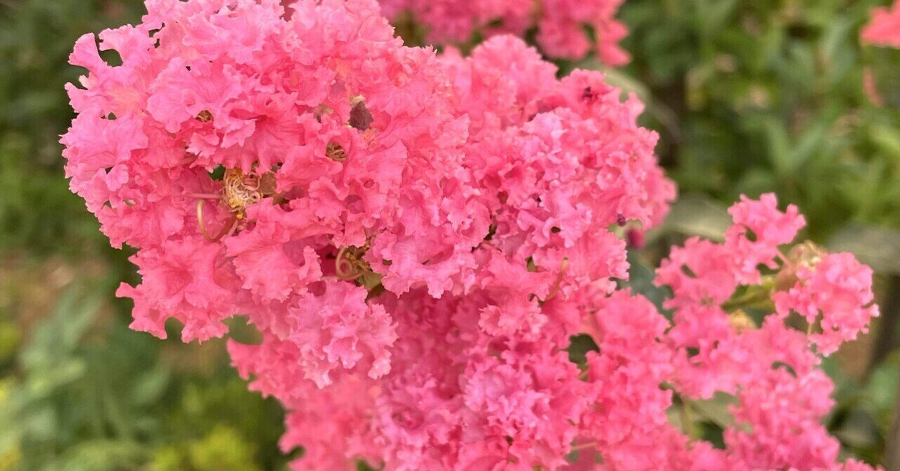 公園の花たち🌳サルスベリ｜エコ914