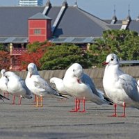 類似したものごとの相違点 ４ 戦う と 闘う はどう違う 箱根駅伝 が面白い理由 福嶋隆史 ふくしま国語塾 Note
