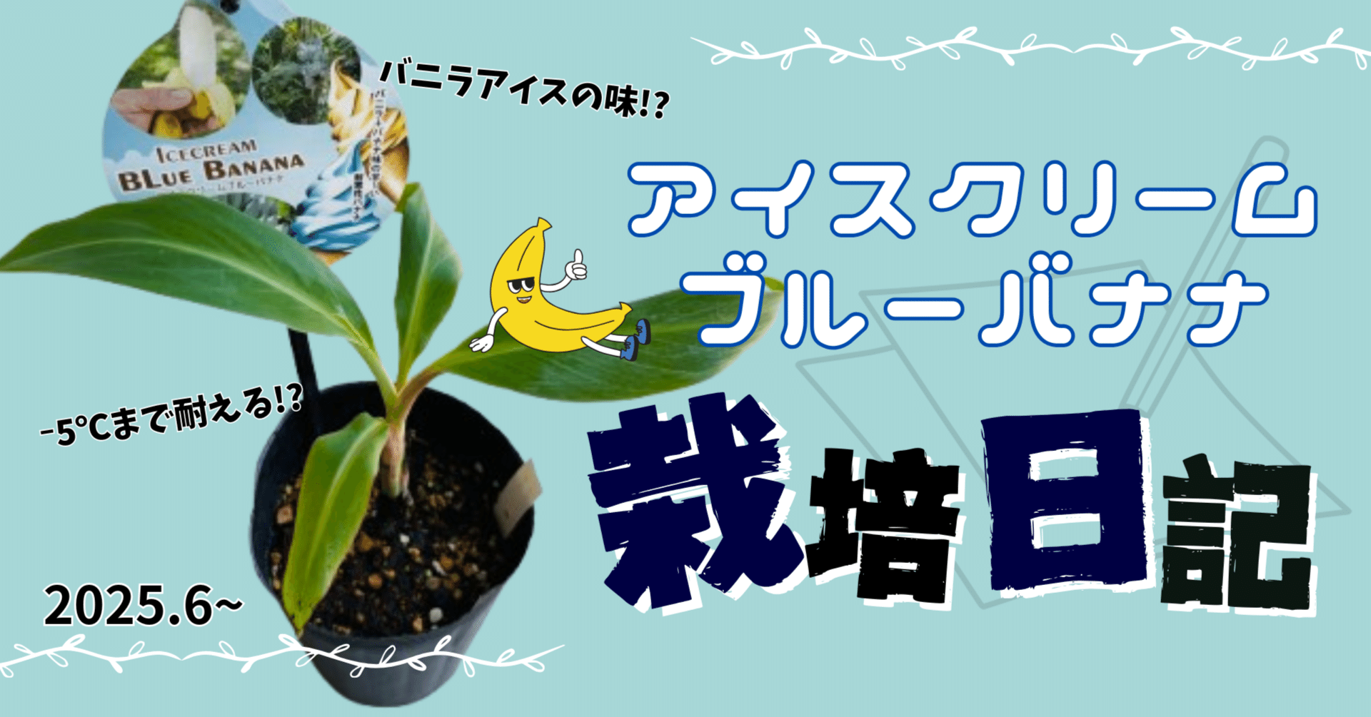 250cm巨大苗,早い収穫◇至福の糖度☆ドワーフ・マッサンバナナ☆低木