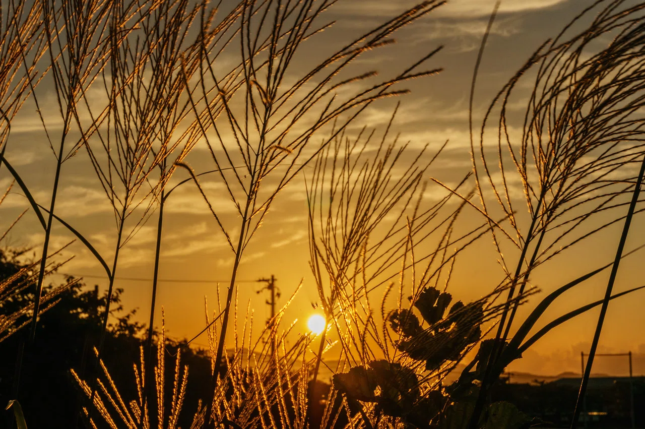 秋の夕暮れ Dusk Of Autumn Nobuyuki Ikeda Photographer Note