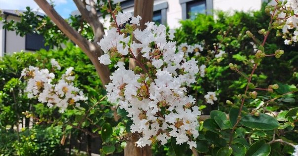 【中古】 水は襤褸に 生沼義朗歌集/ながらみ書房/生沼義朗 水は襤褸に―生沼義朗歌集(生沼義朗 著) / 副羊羹書店 / 古本