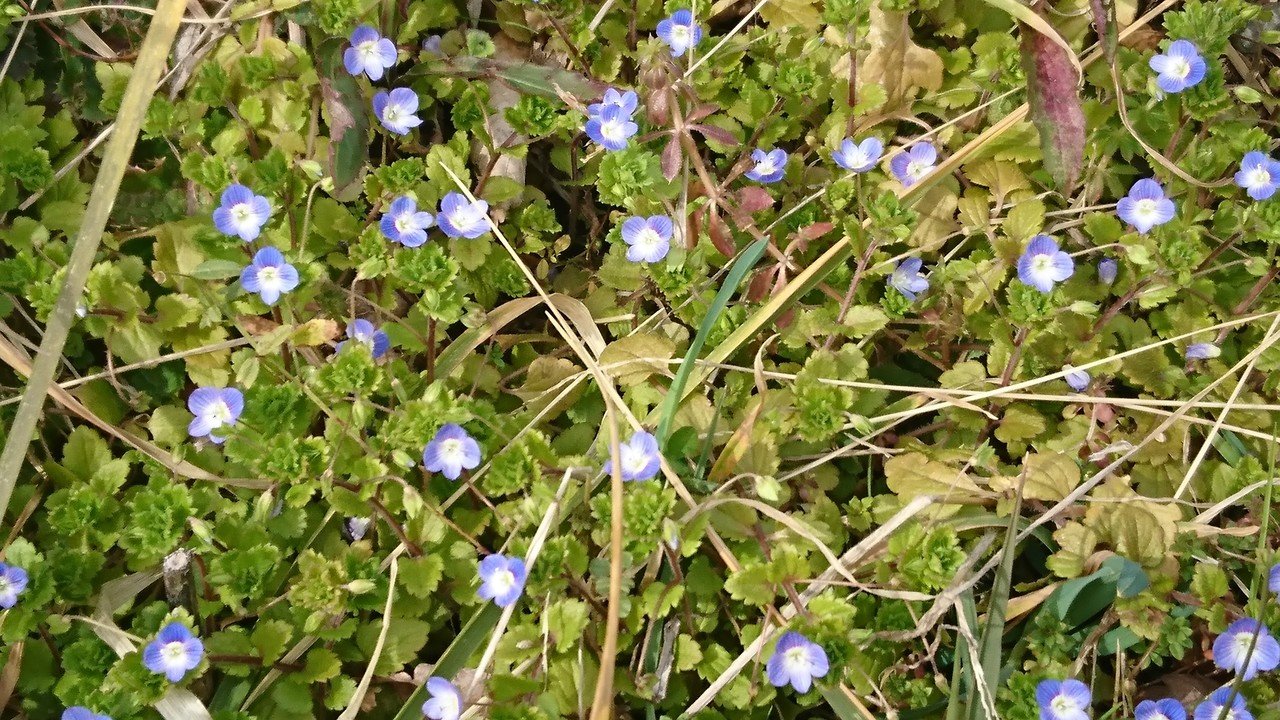 やっぱり春だなーって思いました 小さいですが 春の花だと思うからか青色がいっそう明るく見えます シーナ Note
