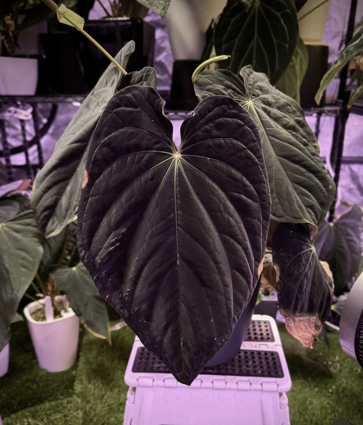 🌱Anthurium antolakiiについて🌱｜acu_s_forest