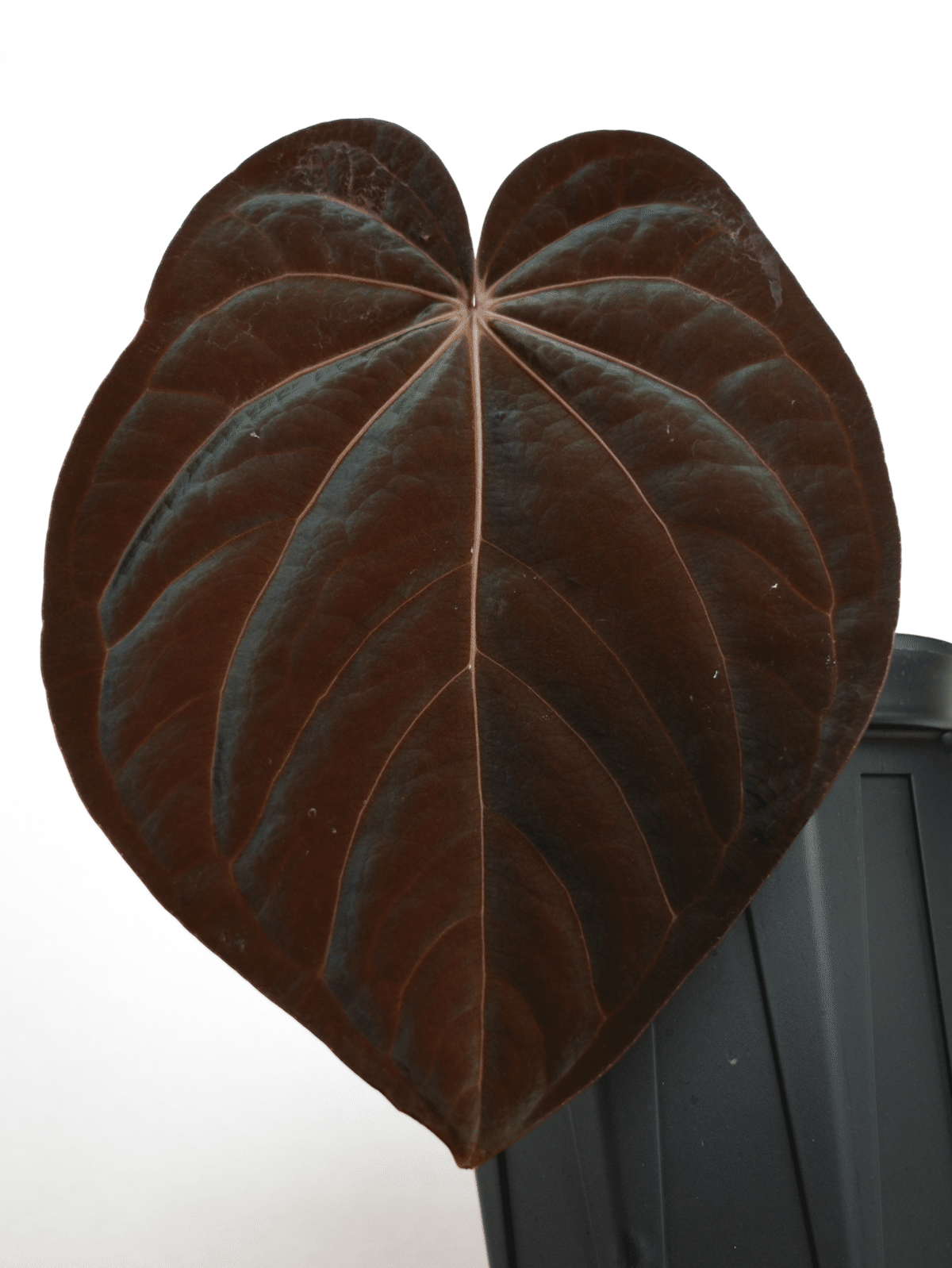 🌱Anthurium antolakiiについて🌱｜acu_s_forest