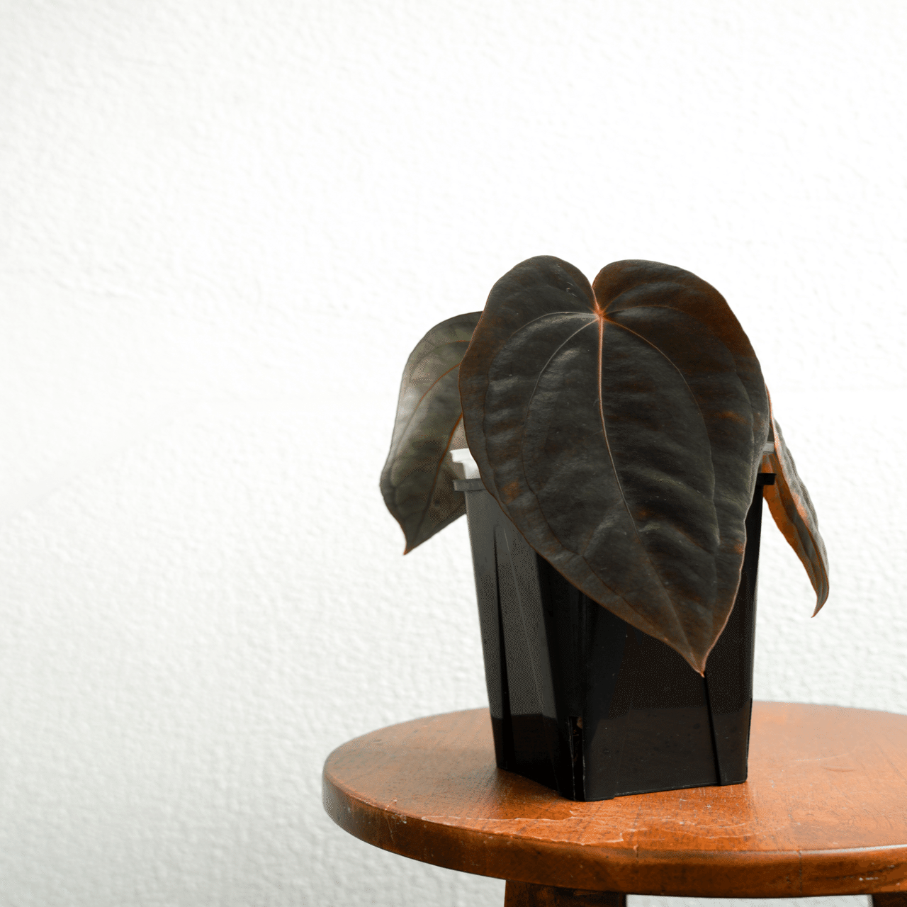 🌱Anthurium antolakiiについて🌱｜acu_s_forest