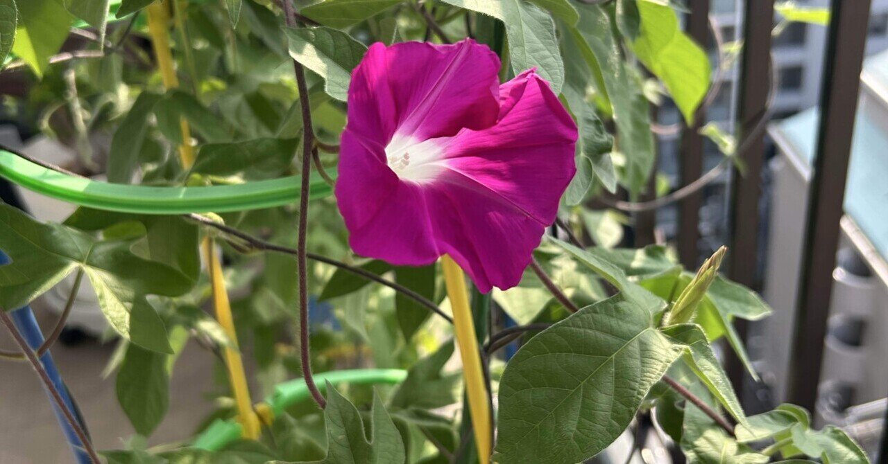 ユッカグロリオサ花茎④ 開花！｜Ikkyu