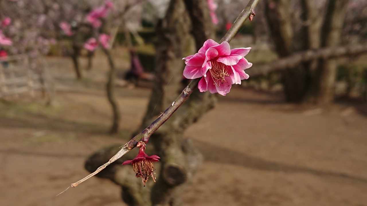 患者(当事者)向けプラン
