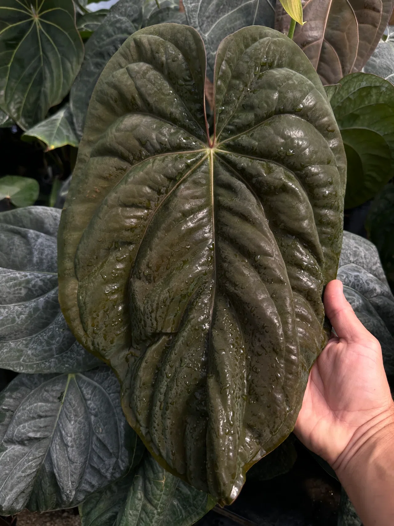 🌱Anthurium antolakiiについて🌱｜acu_s_forest