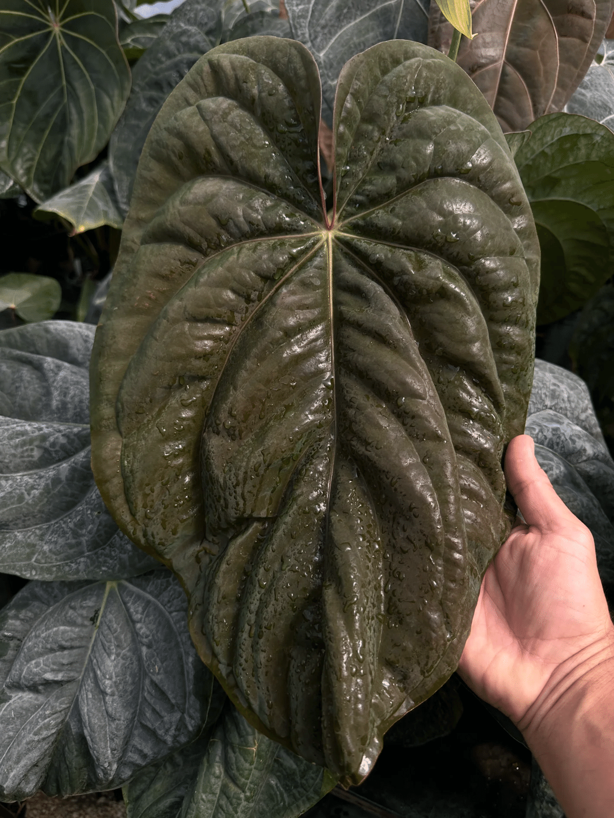 🌱Anthurium antolakiiについて🌱｜acu_s_forest