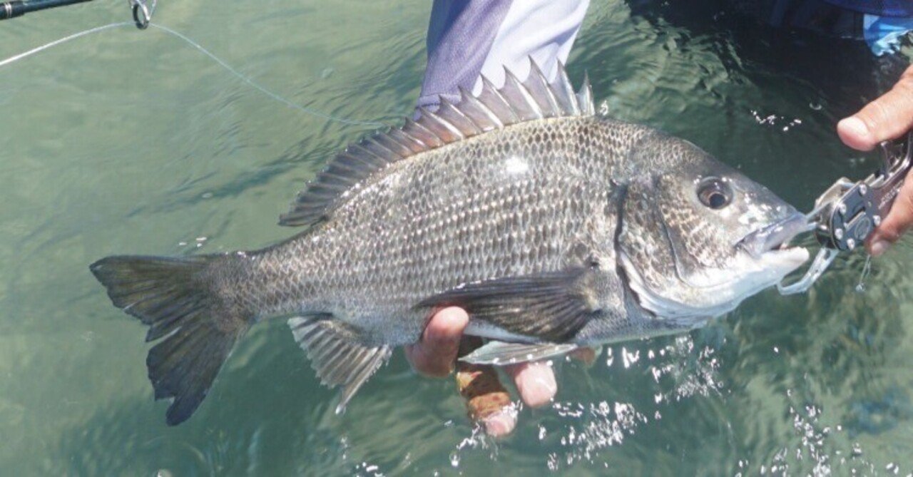 オーダー専用 クロダイサイト用フライ 30個 Aタイプ 心躍る駆け引き！フライで狙うクロダイのサイトフィッシング入門｜岡田裕師