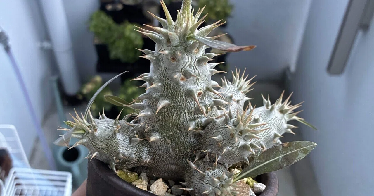 植物紹介(パキポディウム ロスラーツム)｜半人前育成者