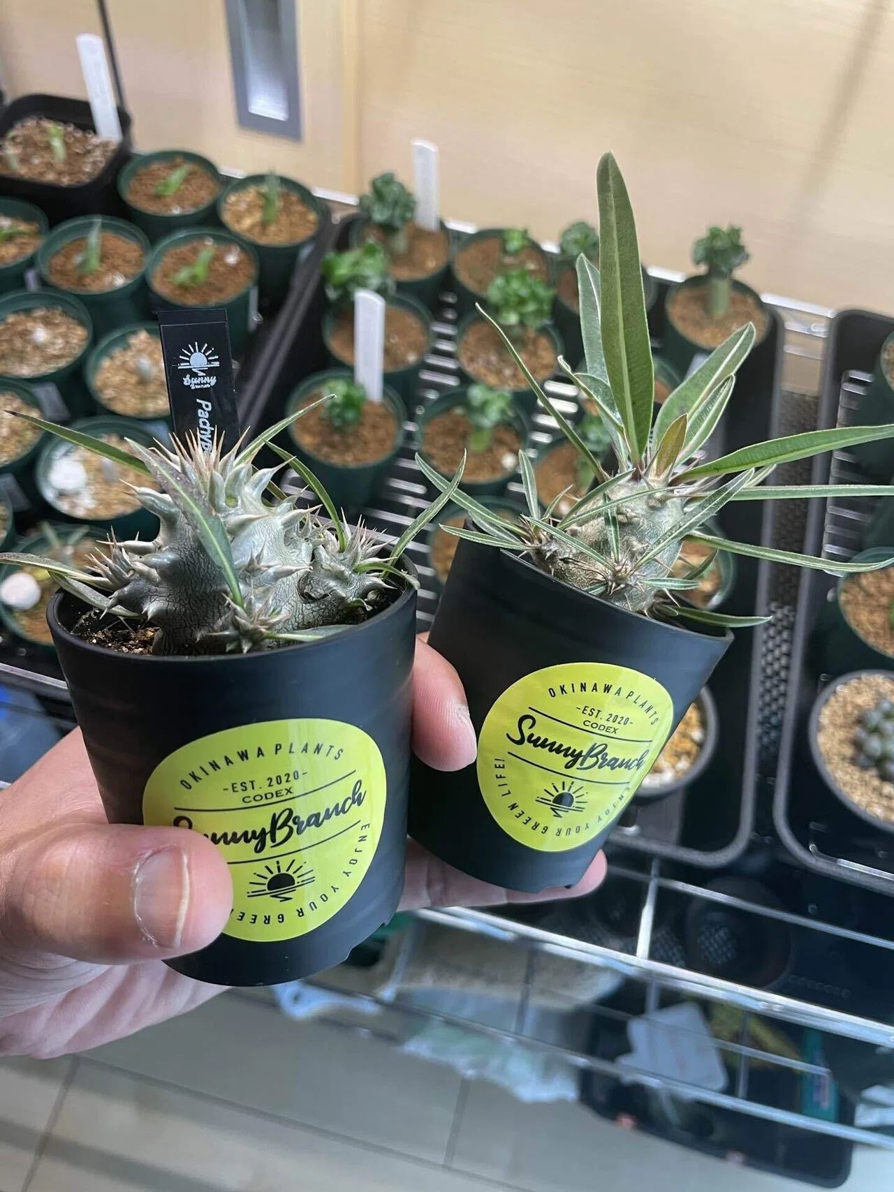 植物紹介(パキポディウム ロスラーツム)｜半人前育成者