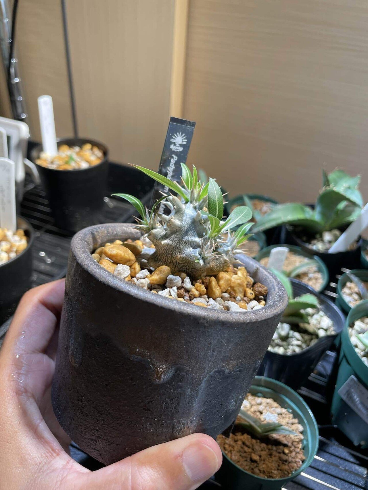 植物紹介(パキポディウム ロスラーツム)｜半人前育成者
