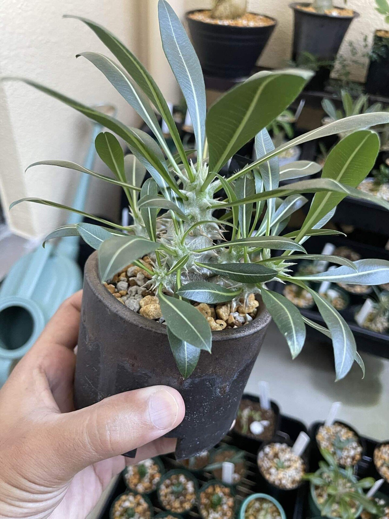 1508 パキポディウム ロスラーツム 多年生 パキポディウム ロスラーツム | hanayoshi-botanical