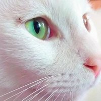 元 国語の先生オススメ 休校中の過ごし方 ゼノギアスやろうぜ つたみ千秋 Note 元 国語の先生オススメ 休校中の過ごし方 ゼノギアスやろうぜ つたみ千秋 Note