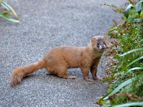のんのん日和 で出会った動物は一体なんなのか あひひろ Note