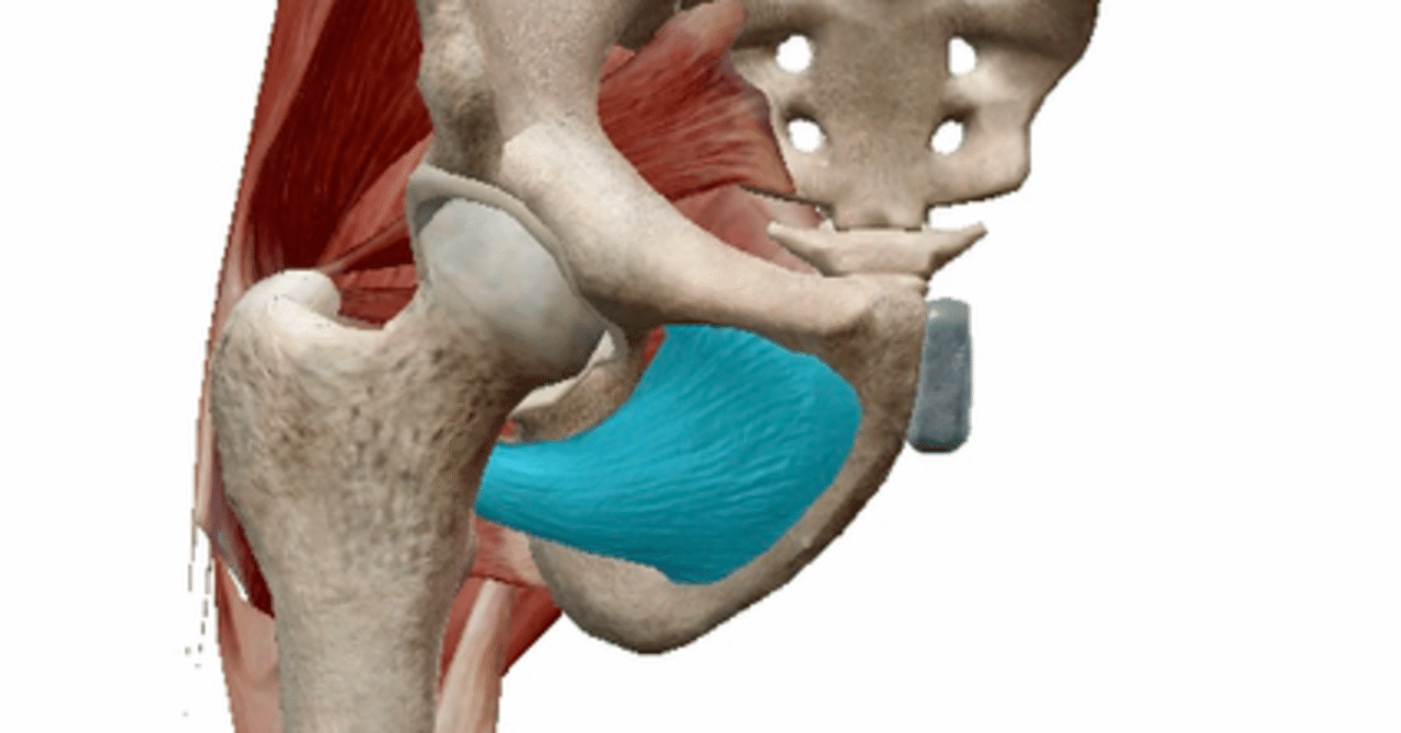 外閉鎖筋の機能解剖 福山 駿斗 Note