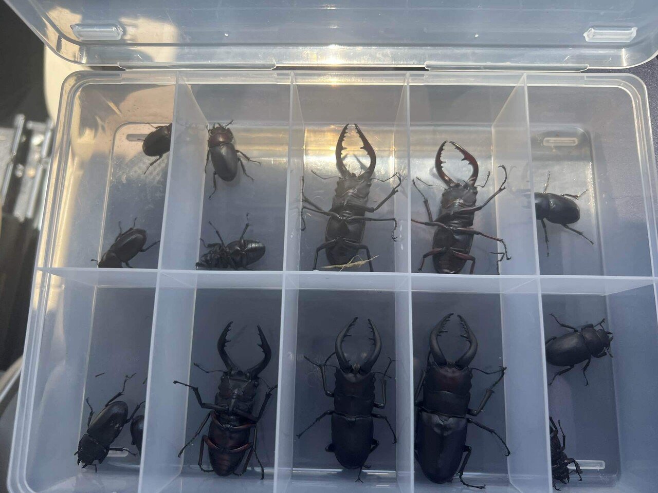 2025年最新版】長野県でクワガタ・カブトムシ採集！日中でも高確率