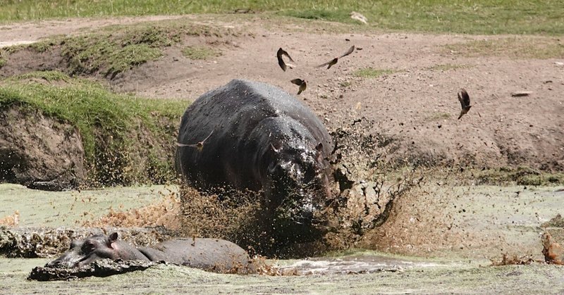 武田ちょっこ＊まるまるサファリの本｜note