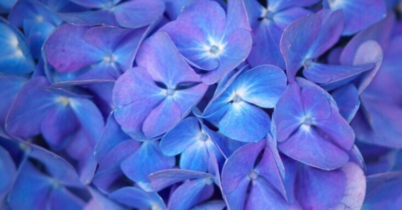 紫陽花 黒茎！紫陽花『ゼブラ・フィエスタ』 パープル黒茎玉 | すべての