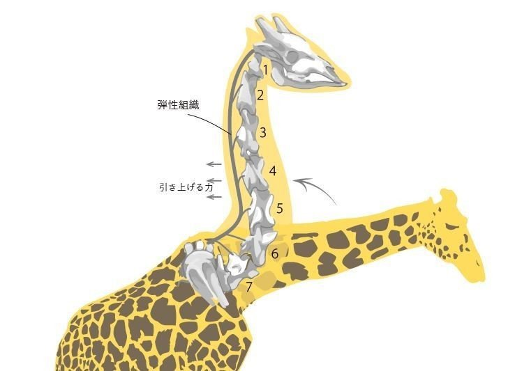 動機編 Mammalianism Light キリンの解剖学者とデスクライトを制作した話 Minatsu Takekoshi Note