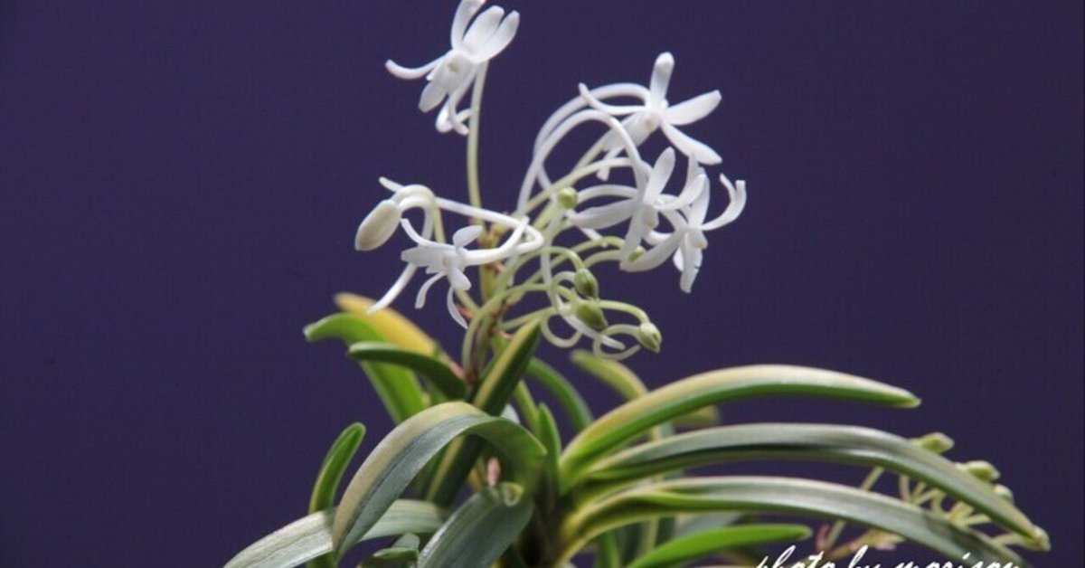 富貴蘭「羅因の光」の花｜KJ Morison