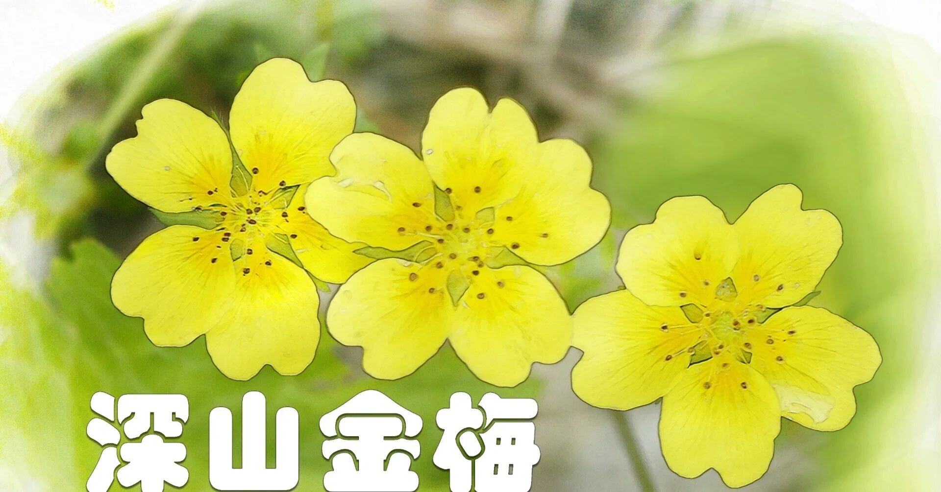 ミヤマキンバイ（高山植物・水彩画風）｜taka