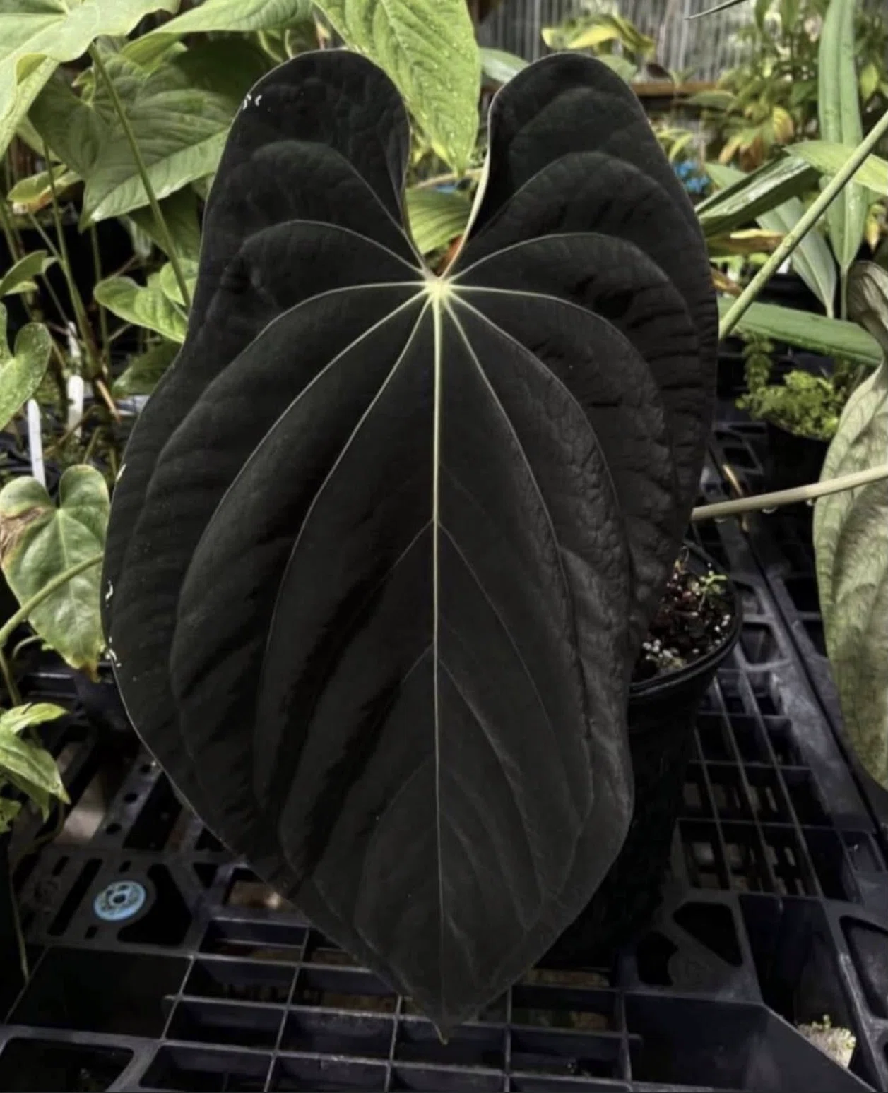 🌱Anthurium antolakiiについて🌱｜acu_s_forest