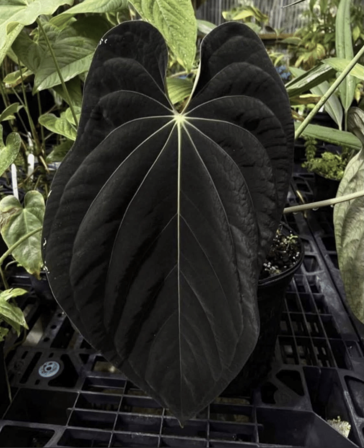 🌱Anthurium antolakiiについて🌱｜acu_s_forest