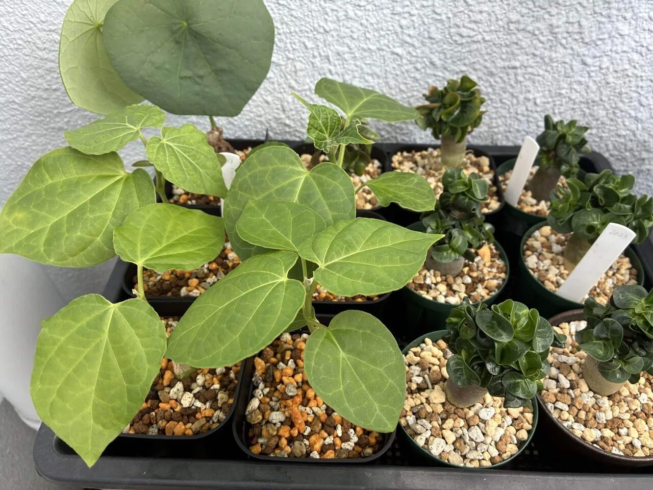 Zamia floridana 塊根植物 希少 ザミア フロリダーナ 001 Zamia 