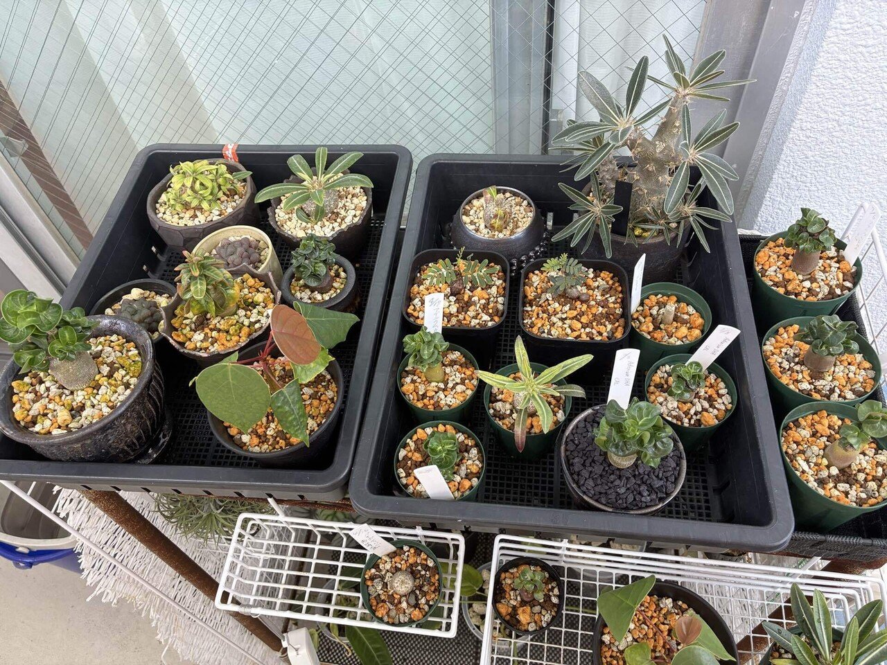 塊根植物の水やり(8月編)｜半人前育成者