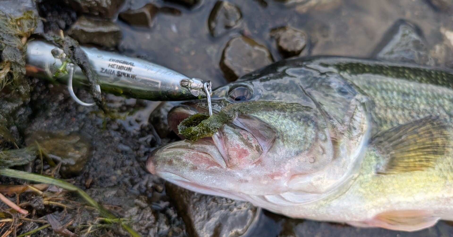 バス釣り zattaなんか釣る】山梨釣旅（はじめてのソロ河口湖バス釣り）｜八重樫剛