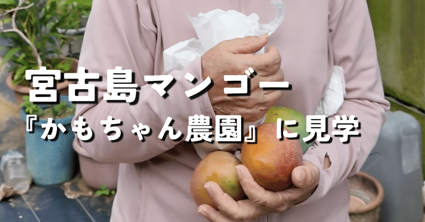 宮古島の安全で美味しい無農薬マンゴー！かもちゃん農園に見学