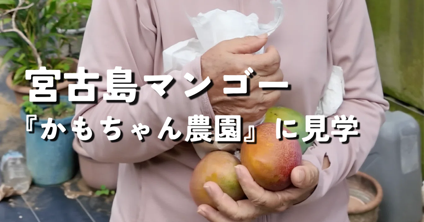 宮古島の安全で美味しい無農薬マンゴー！かもちゃん農園に見学