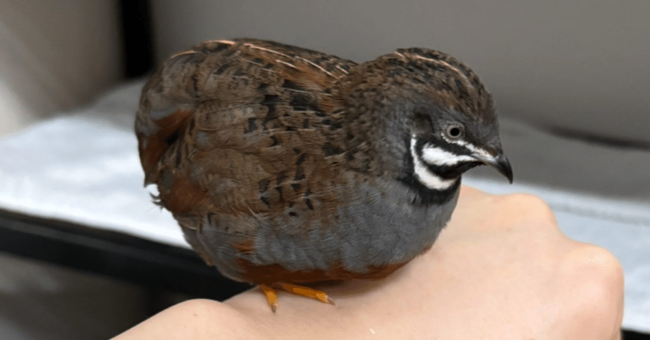 ひめうずら研究室 成鳥用配合飼料 4kg 鳥 餌 ヒメウズラ 【公式通販】