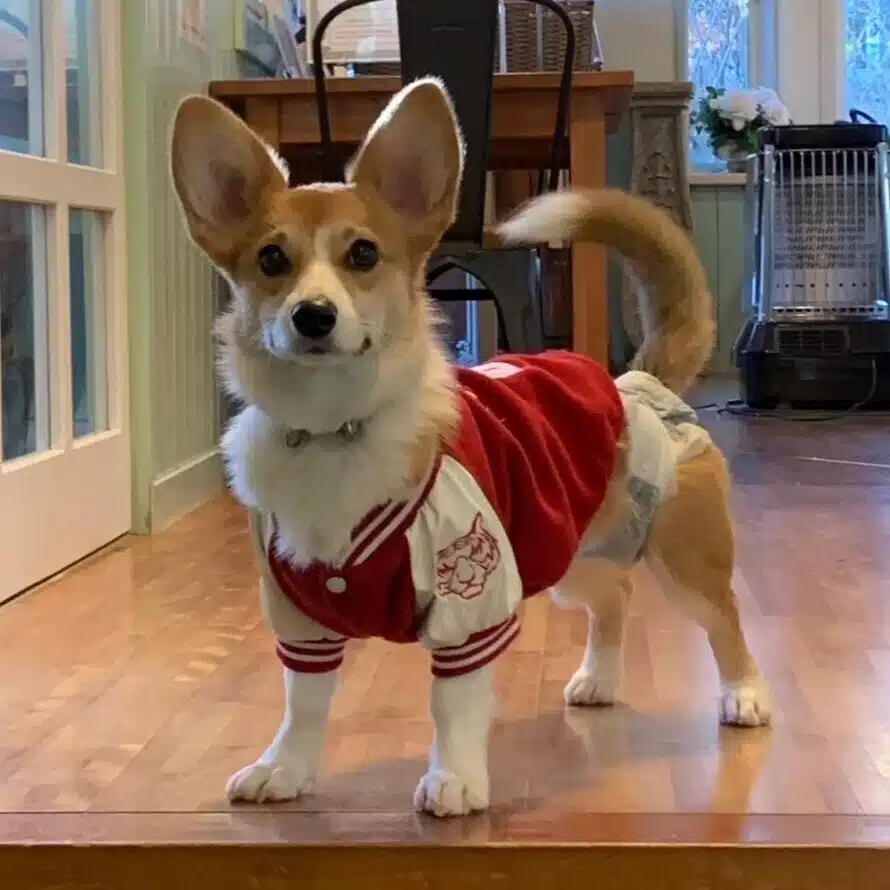 葵さん　なでれいぬ🐶