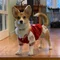 葵さん なでれいぬ🐶