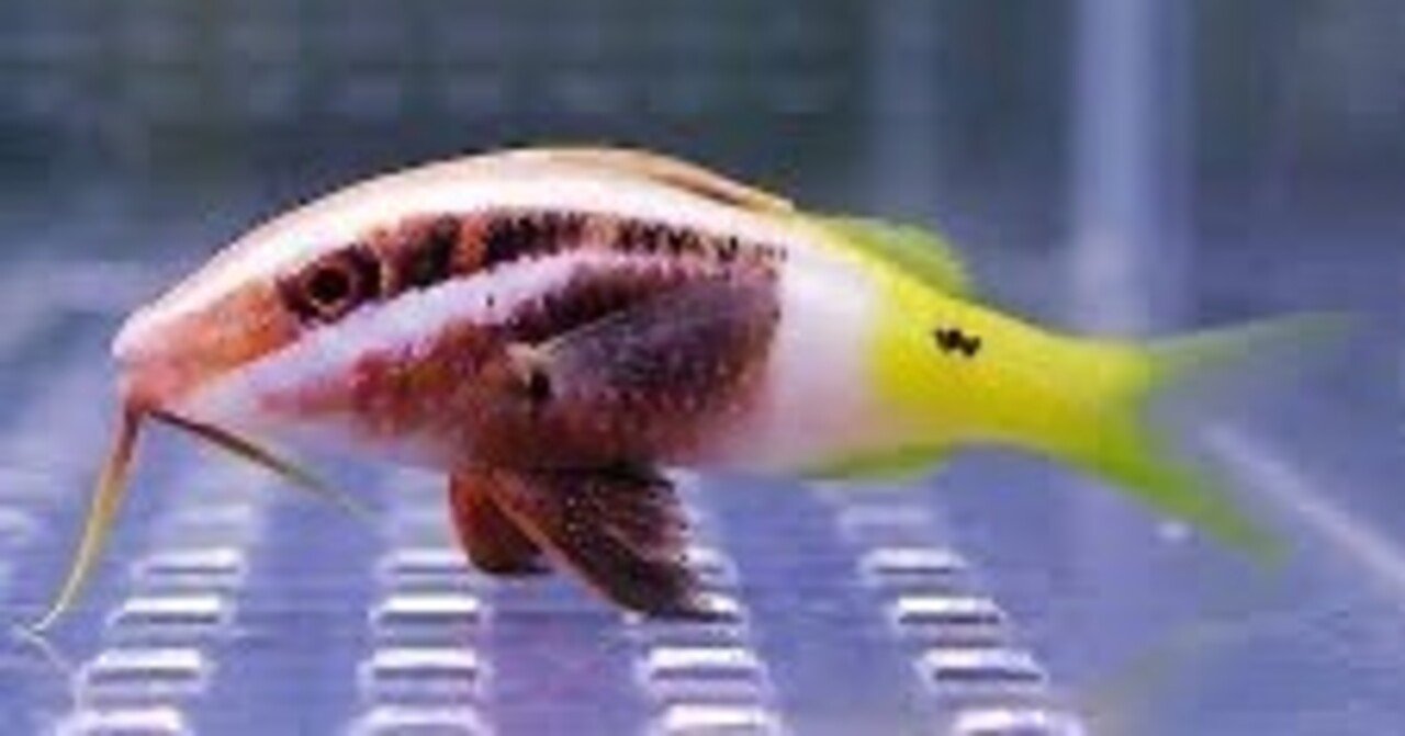 オレンジスポットセルフィンプレコ 20ｃｍ セルフィンプレコの飼育・コケ取り情報。最強のコケ取り \u2013 アクアトーチ