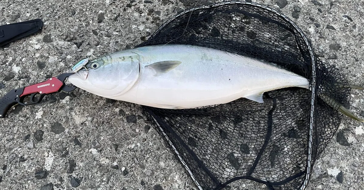 [Fishing Report] 2025/07/31~2025/08/02 Shore yellowtail fishing is ...