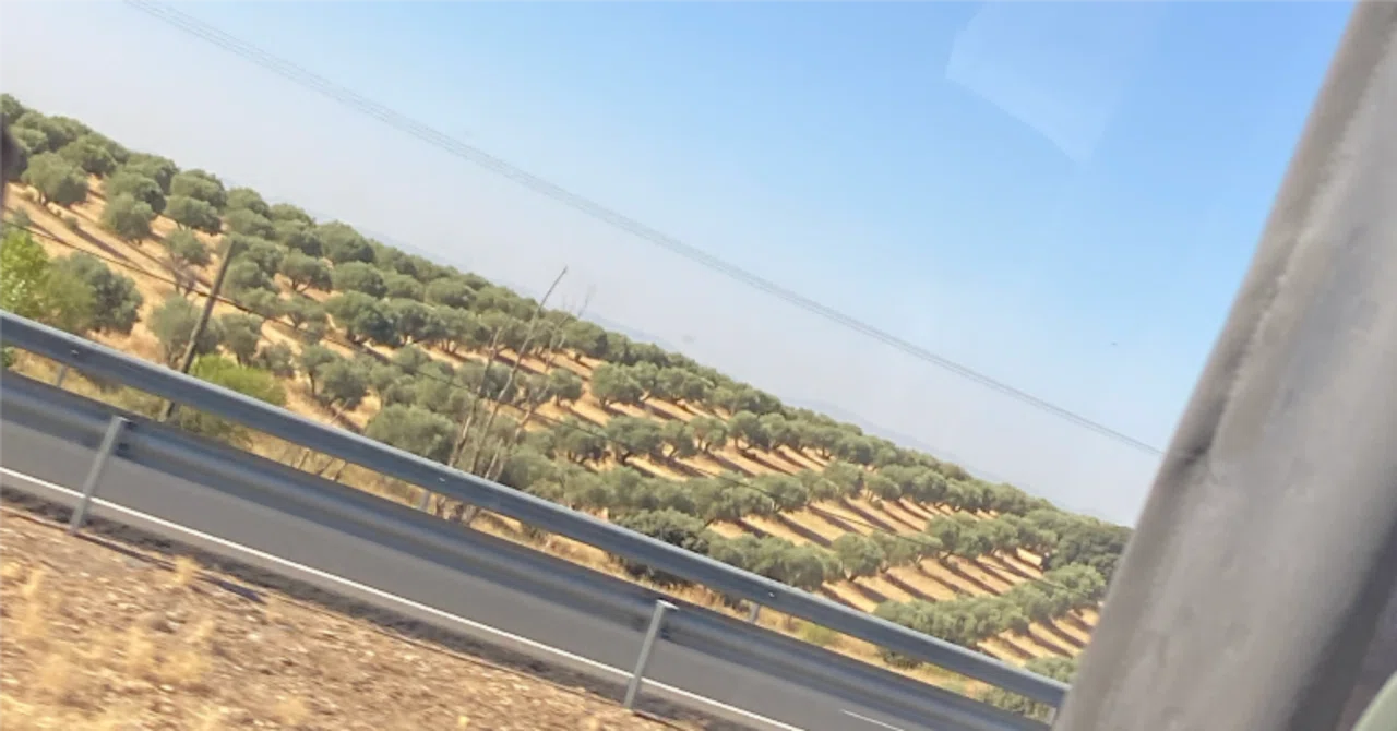 Olives, Olives Everywhere｜Rín Tsuchiya
