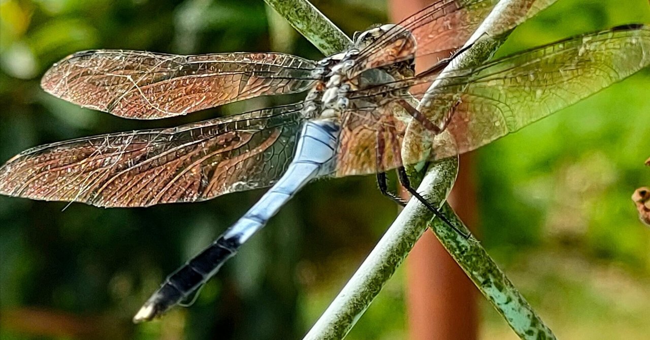 【ペア】ヨナグニサン モス蛾ガモルフォ蝶蛇トンボゼミセミ ペア】ヨナグニサン モス蛾ガモルフォ蝶蛇トンボゼミセミ