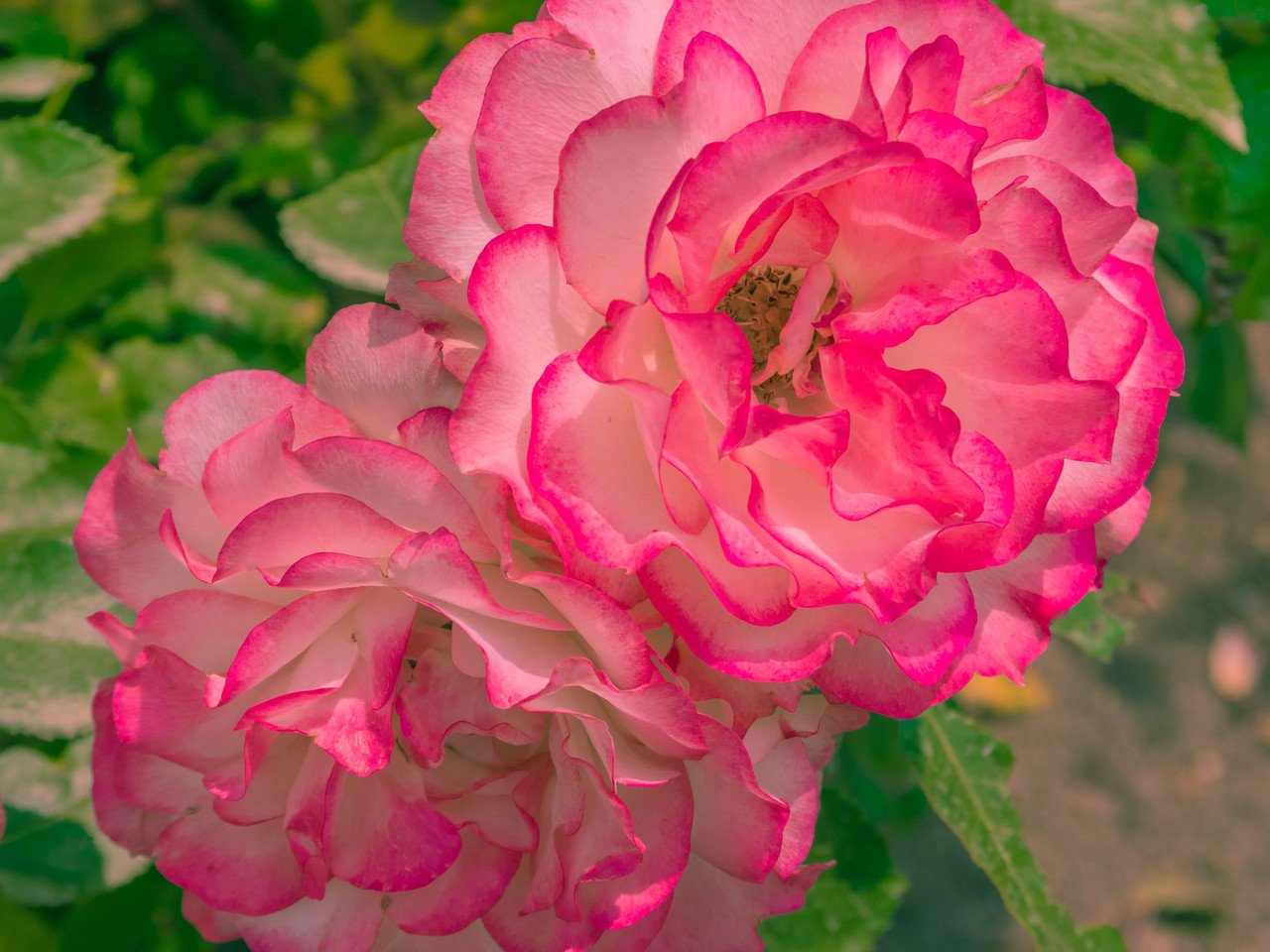 花フェスタ記念公園 ローズ Note