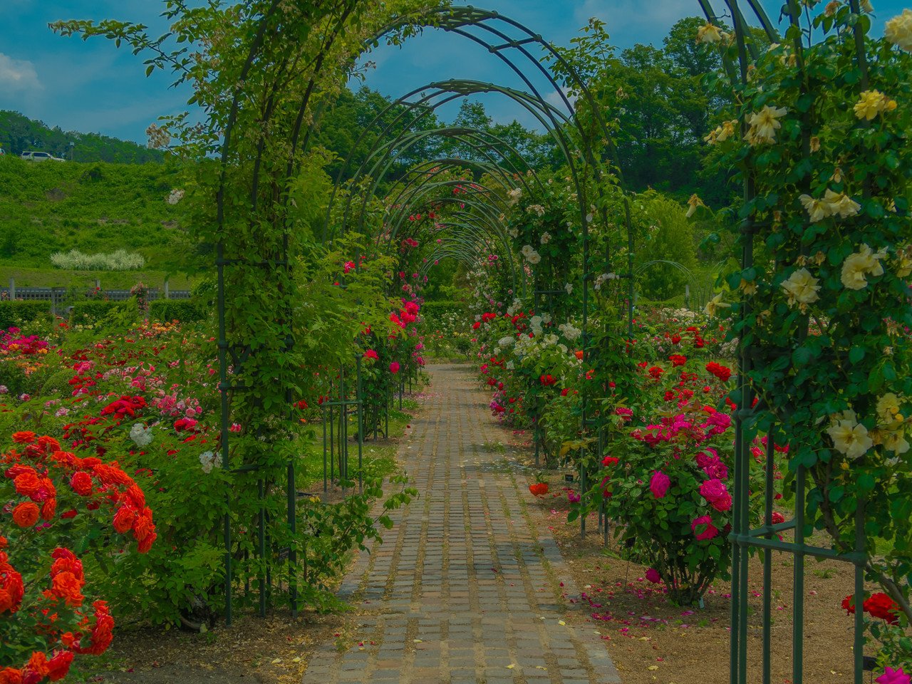 花フェスタ記念公園 ローズ Note