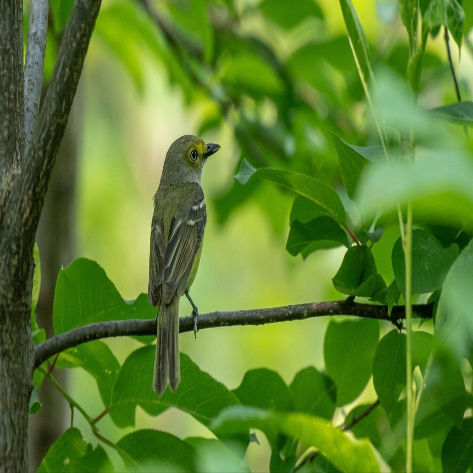 シカゴでバードウォッチング！】 White-eyed Vireo メジロモズモドキ