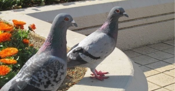 鳩ぽっぽとドライバーのおじさん（9日目）｜アラカンいんこ