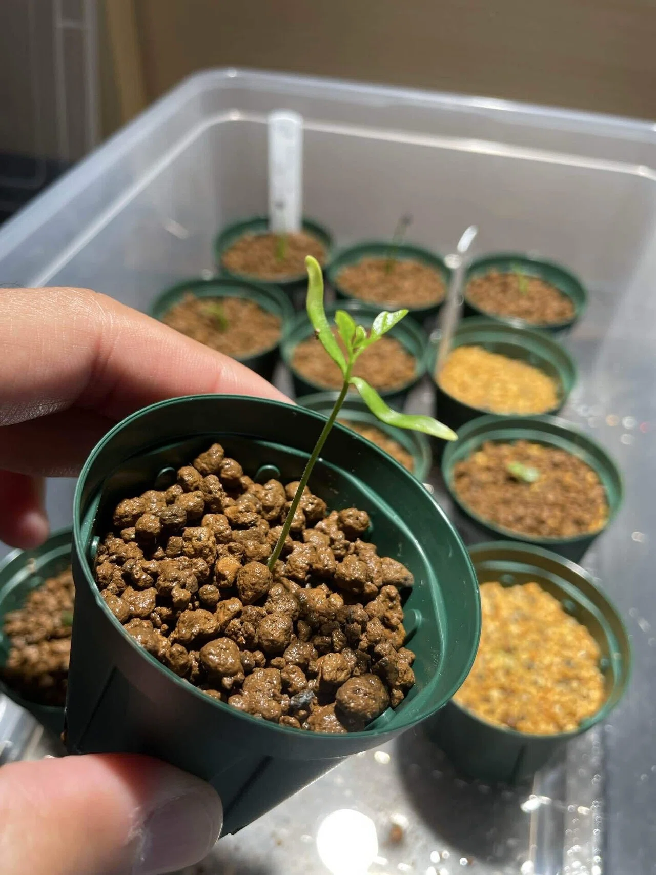 植物紹介(オペルクリカリア デカリー)｜半人前育成者