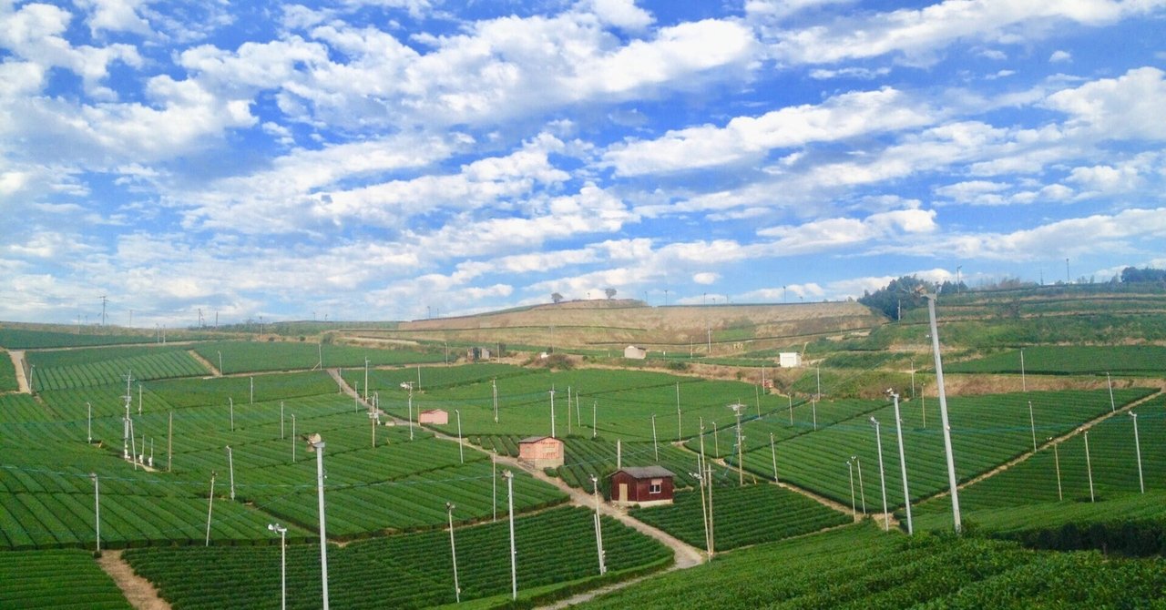 哀愁おっさん旅行記】福岡県八女市「八女中央大茶園・八女津媛神社