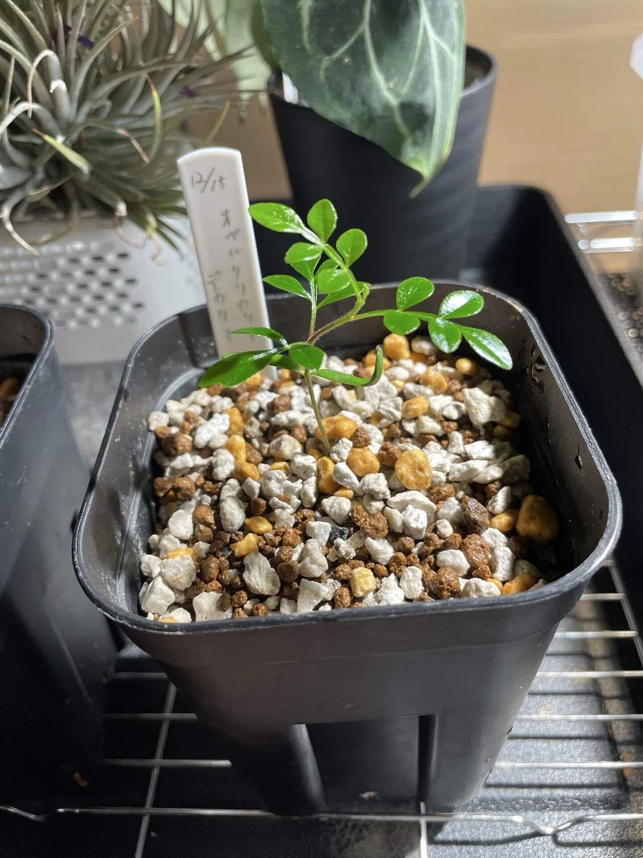 植物紹介(オペルクリカリア デカリー)｜半人前育成者